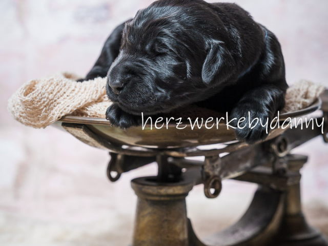 Herr Blau nach 10 Tagen